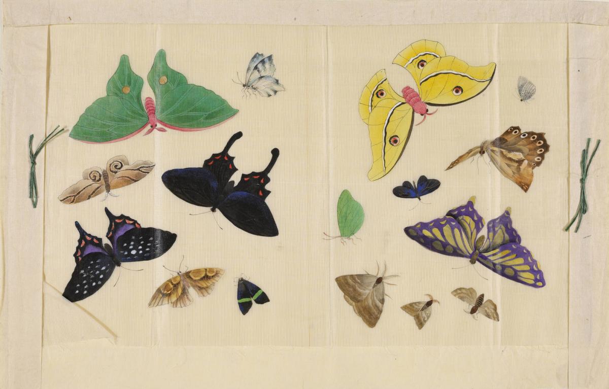 Various Insects