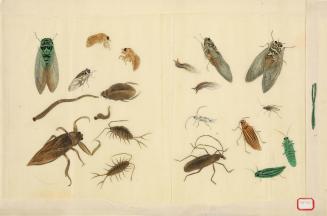 Various Insects