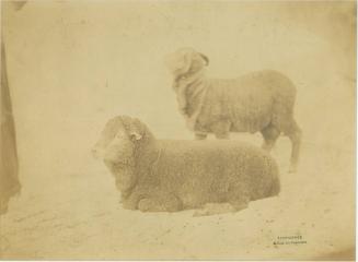 Study of Ram and Sheep