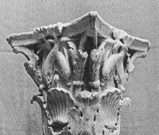 Corinthian Capital with Dolphins