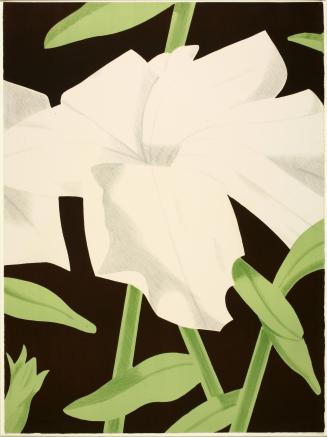 White Day Lily I
