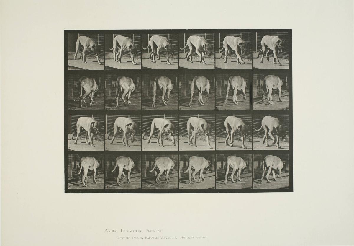 Eadweard J. Muybridge