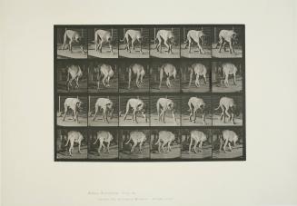 Animal Locomotion, Plate 704: "`Dread' Walking"