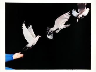 Pigeon in Flight
