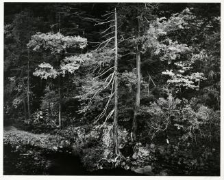Forest and Stream, Northern California, plate 5 from Portfolio V