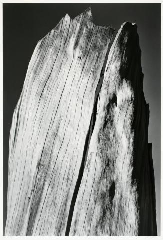 White Stump, Sierra Nevada, California, plate 9 from Portfolio V