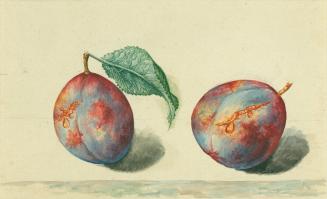 Two Plums