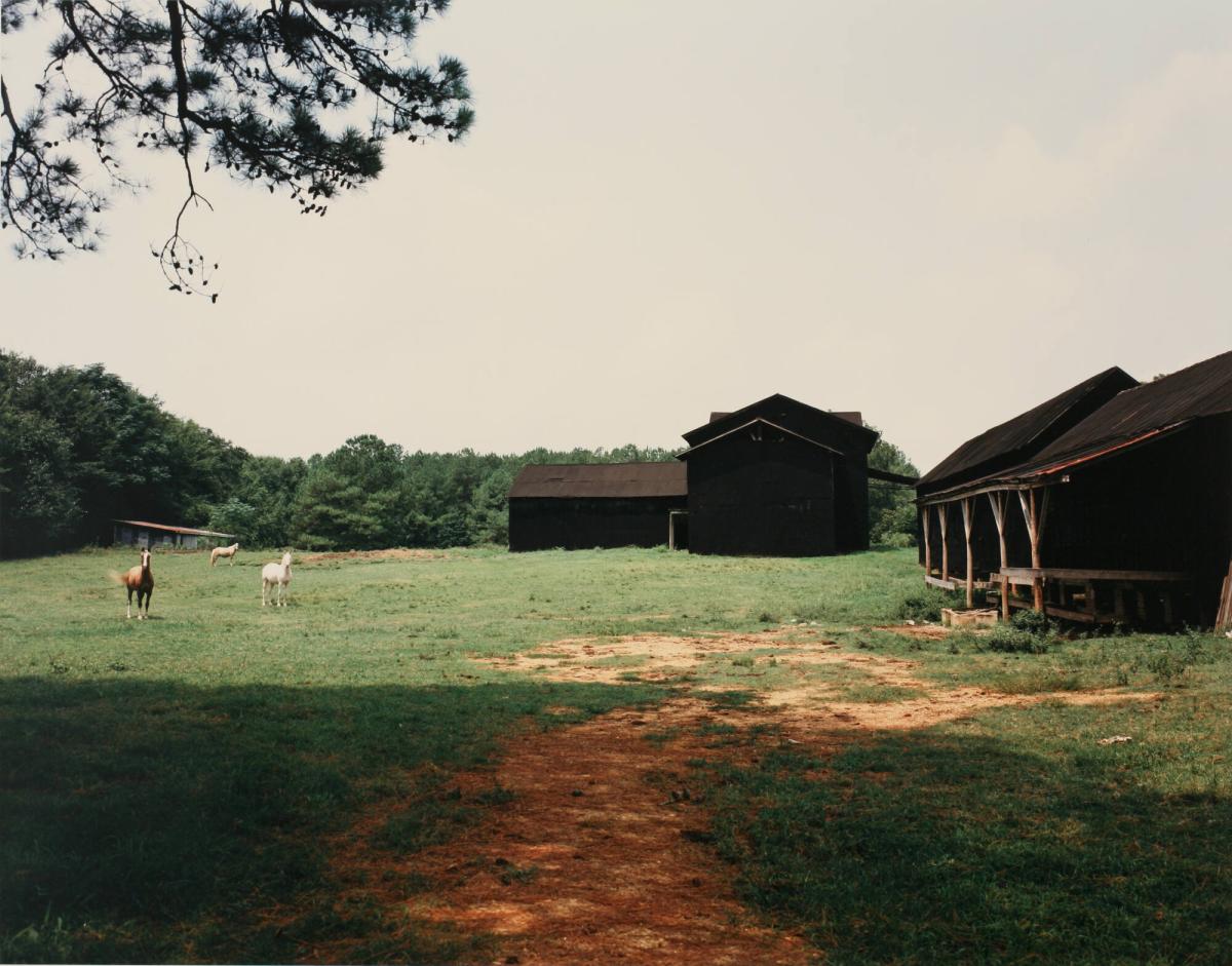 Horses and Black Buildings, New Bern, Alabama, 1978