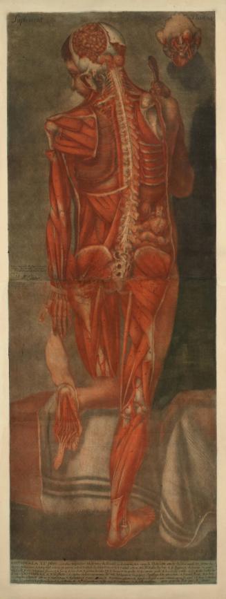 Man Seen from the Rear, Ecorché and Dissected, Except for the Right Arm and Face, Kneeling on a Bench