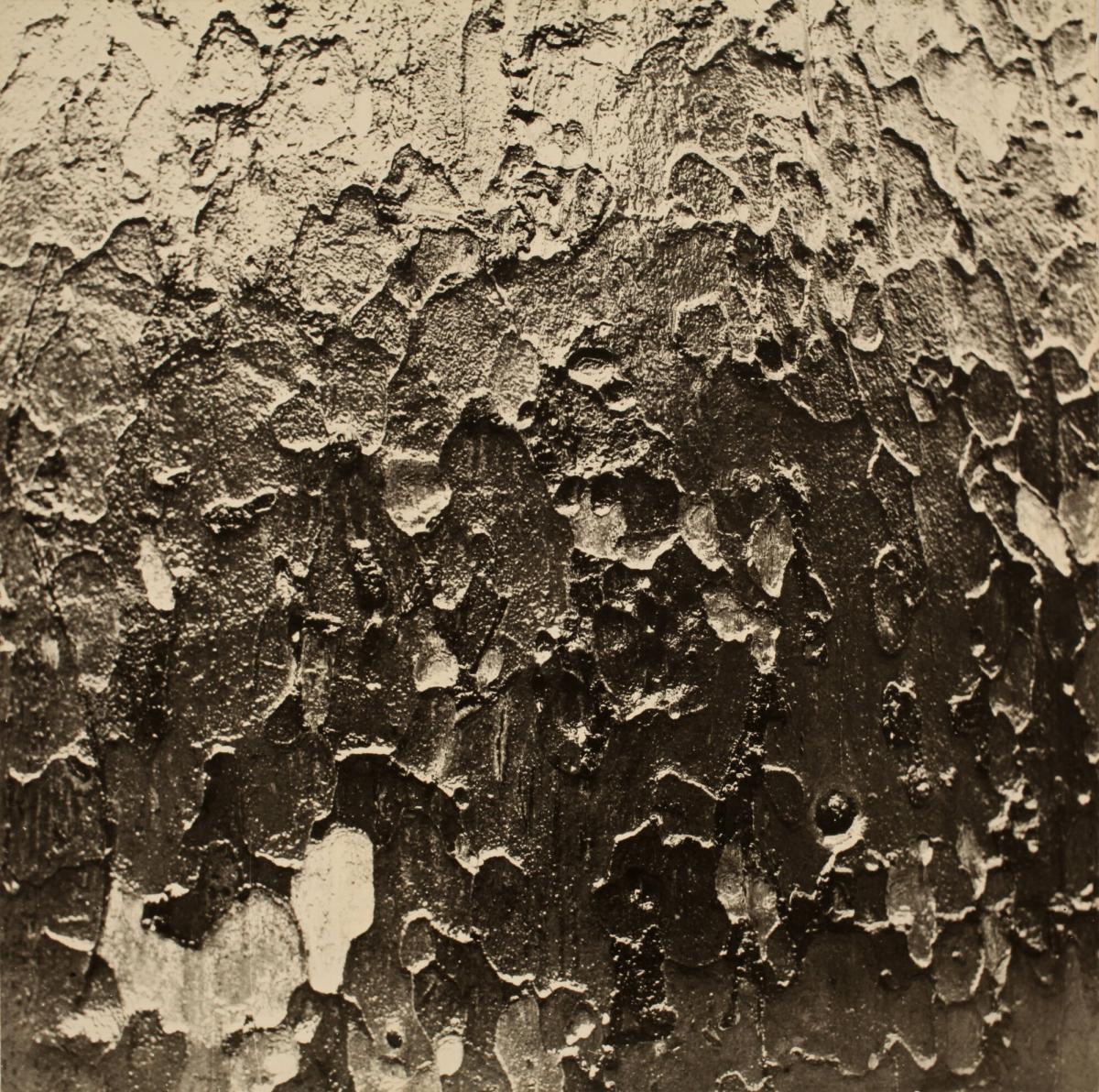 Untitled (Bark)