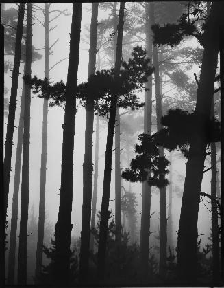 Pines in Fog, Monterey