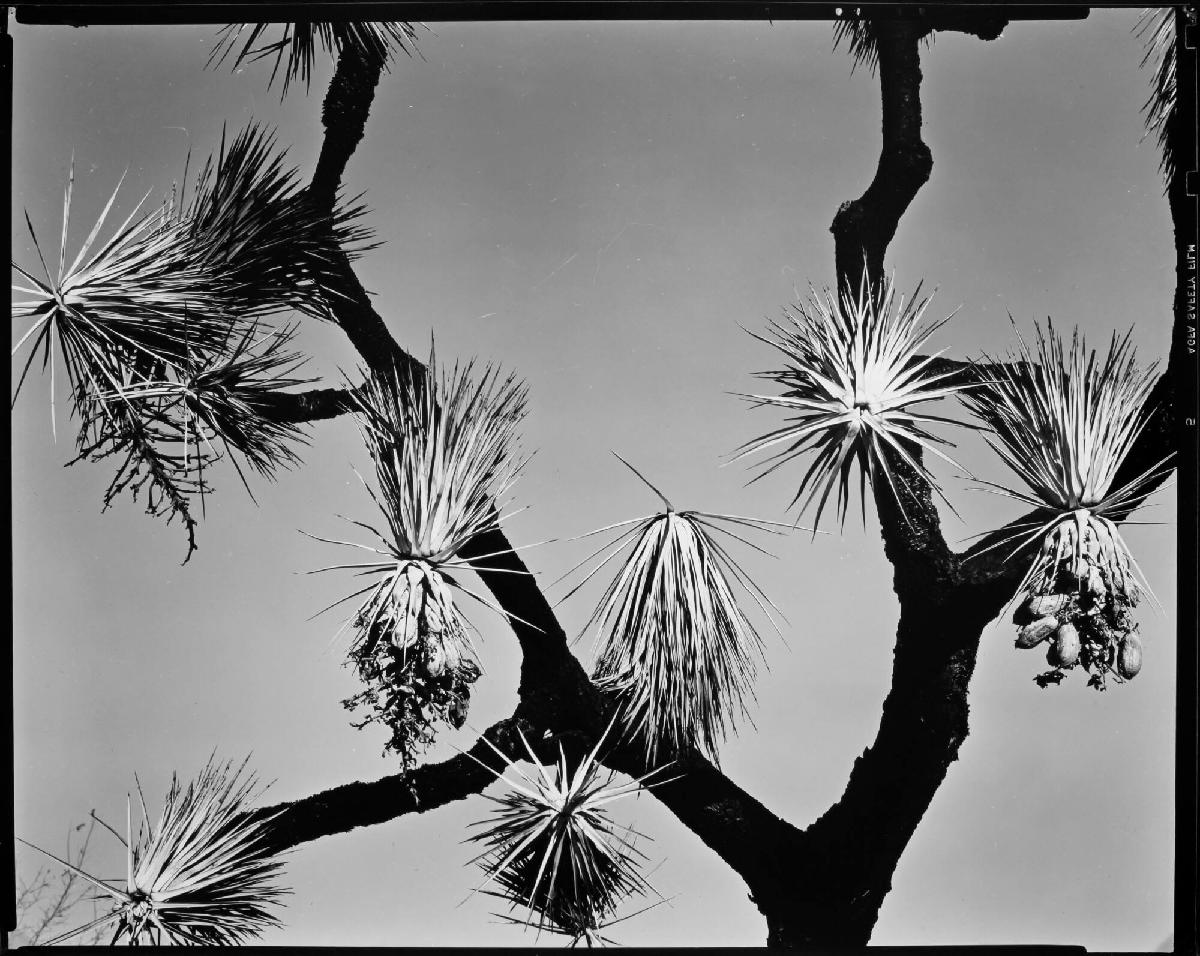 Joshua Tree, California