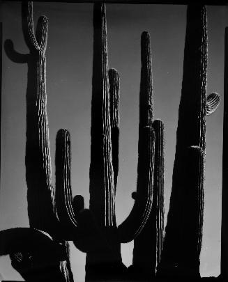 Cactus, Saguaros, Arizona