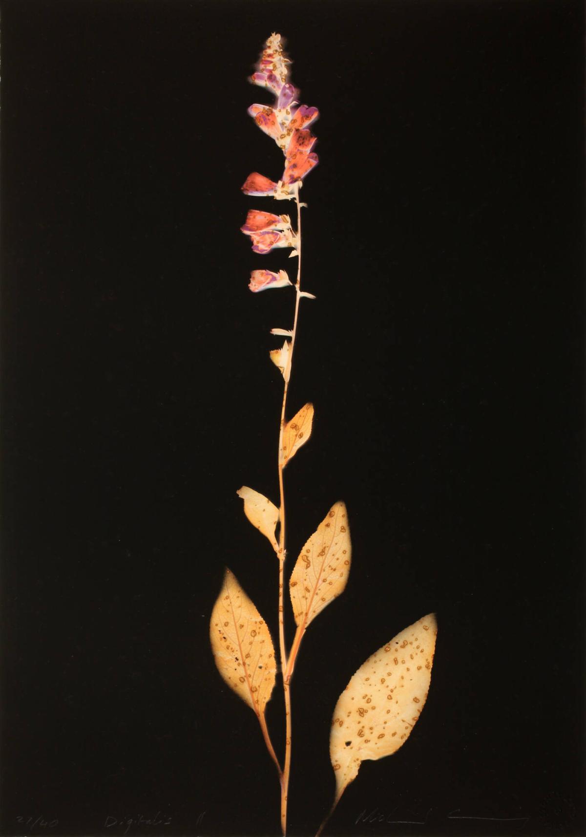 Digitalis II