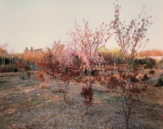 Paramus, N.J., 1978, from the portfolio Joe Maloney/Dye Transfer