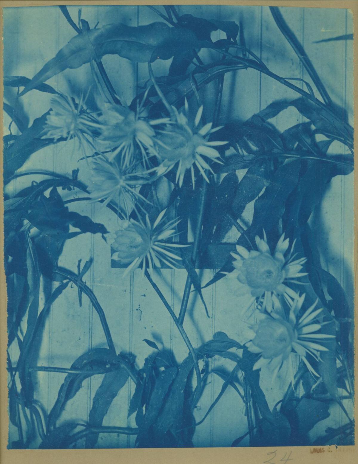 Louis Comfort Tiffany: Artist for the Ages