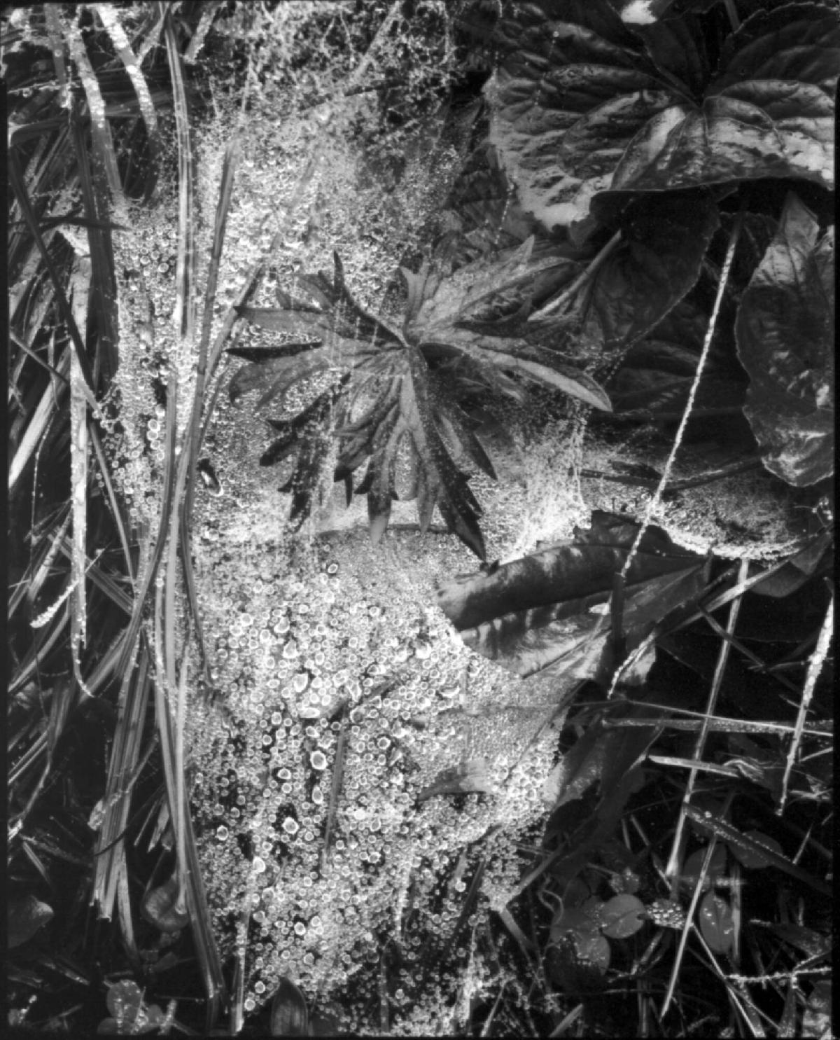 Cobweb in Rain, Georgetown, Maine, from Portfolio Three