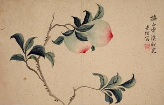 Persimmons, from the album Birds and Flowers; Landscapes