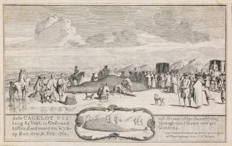 Stranded Whale on the Beach between Zantvoort and Wyk op Zee, 20 February 1762