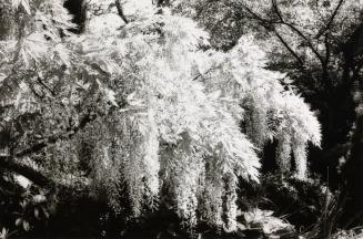 Wisteria, America, from the portfolio Selected Images