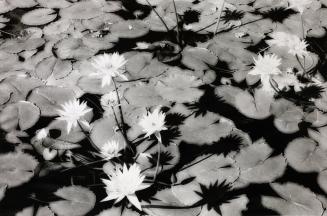 Water Lilies, Tunisia, from the portfolio Selected Images