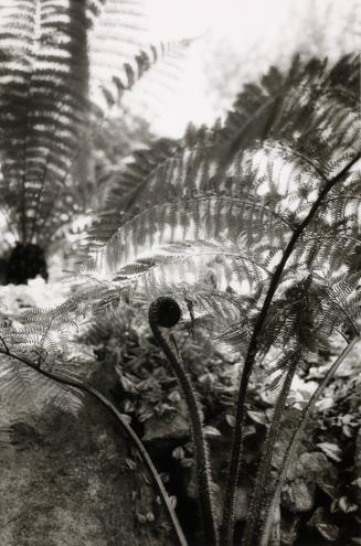 Ferns, Italy, from the portfolio Selected Images