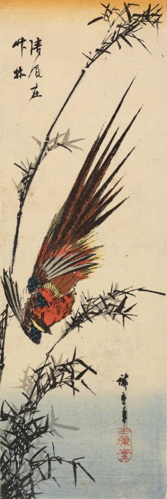 Copper Pheasant Flying in Bamboo