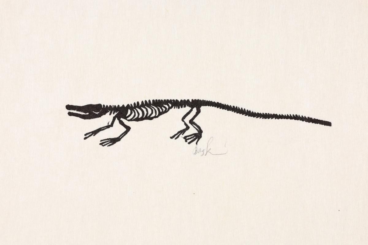 Lizard Skeleton