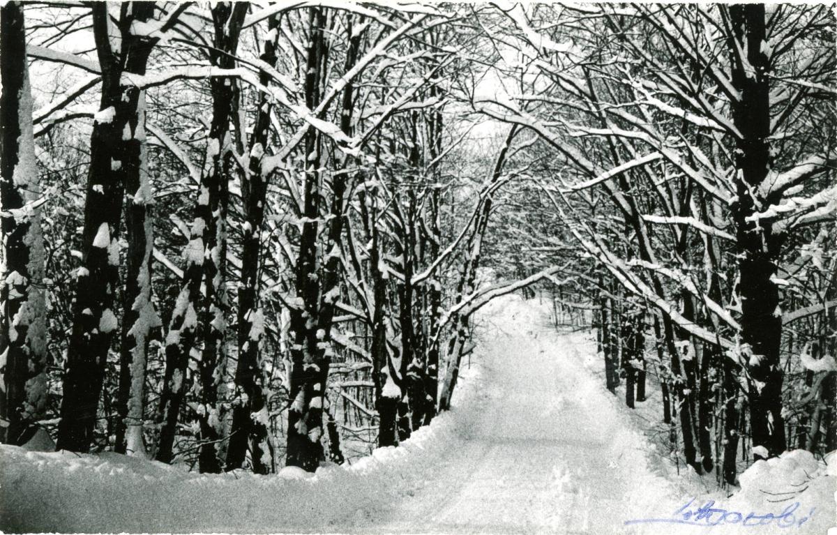 Postcard from Lotte Jacobi to Gloria Werner (Winter Scene)