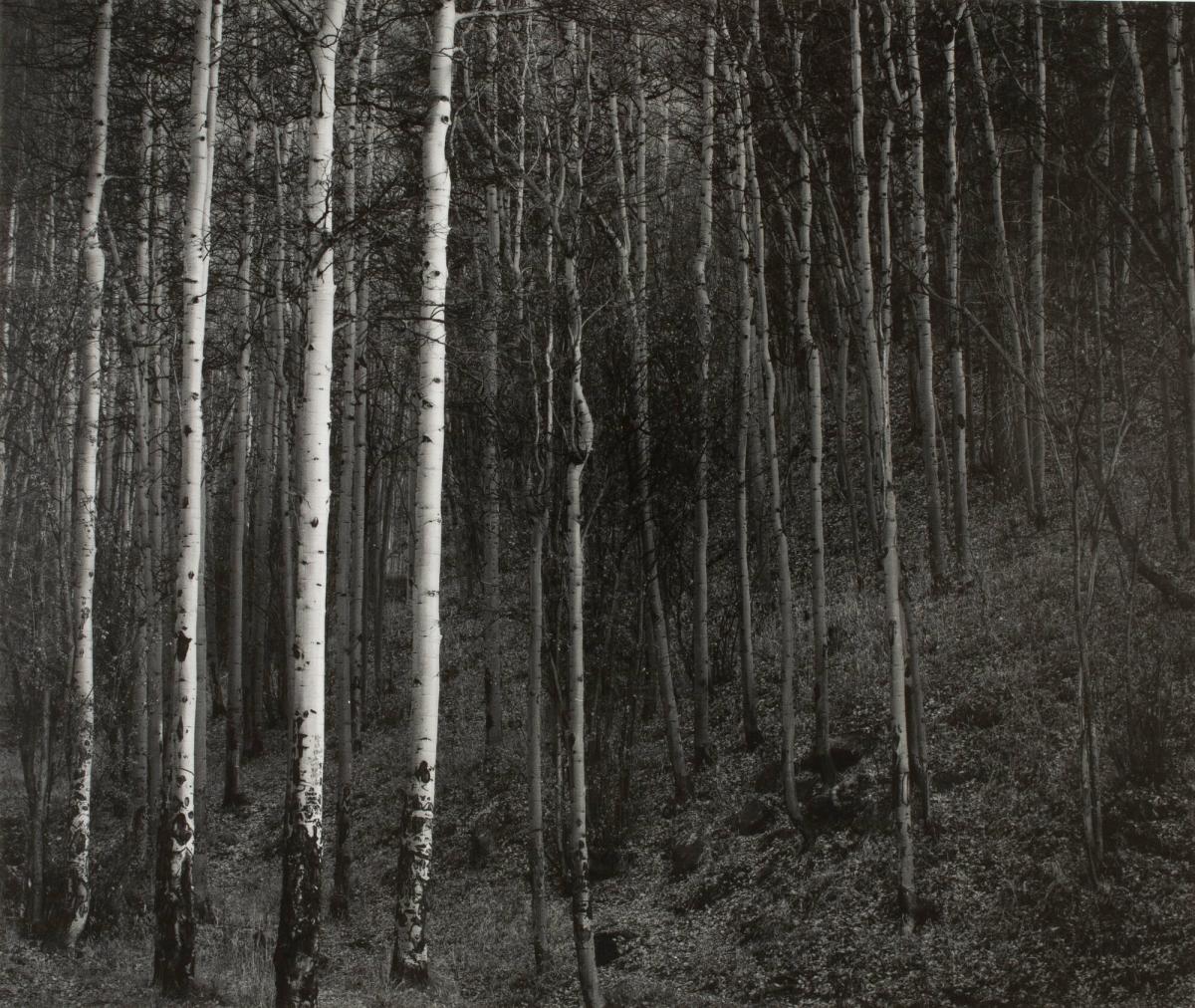 Aspens, Hyde Park, from the portfolio New Mexico