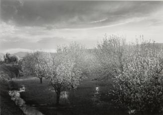 Apple Blossoms, Velarde, from the portfolio New Mexico