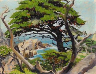 Monterey Cypress