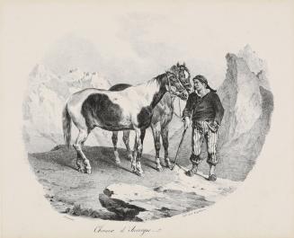 Chevaux d'Auvergne