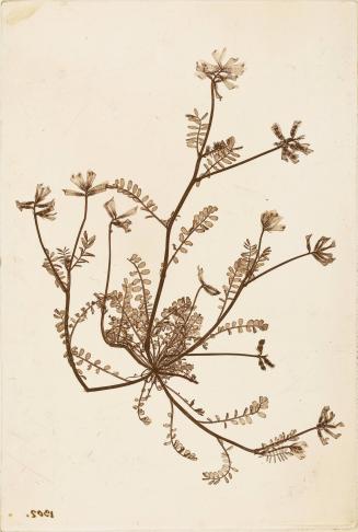Astragalus oroboides (Naturselbstdruck)