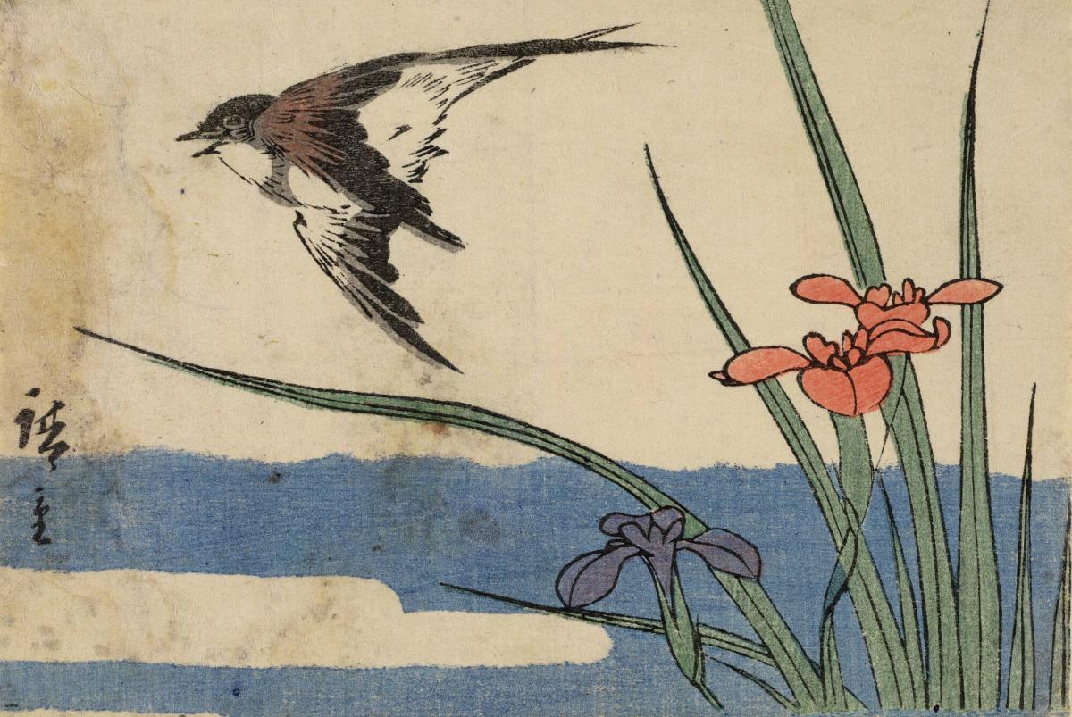 Swallow and Iris