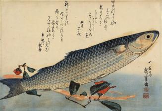 Grey Mullet (Bora), Camellia, and Udo, from an untitled series of ten pictures of fish