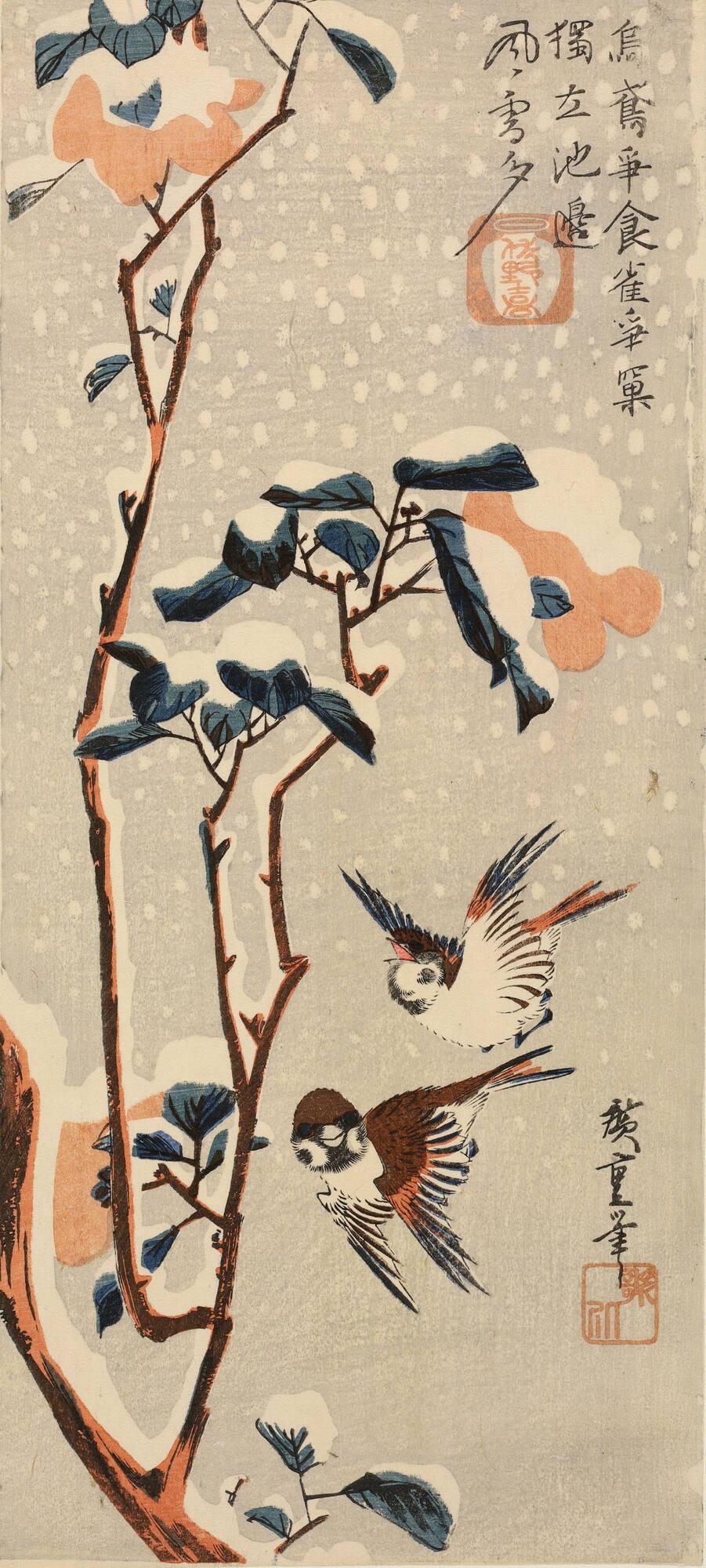 Sparrows and Winter-flowering Camellia in Snow