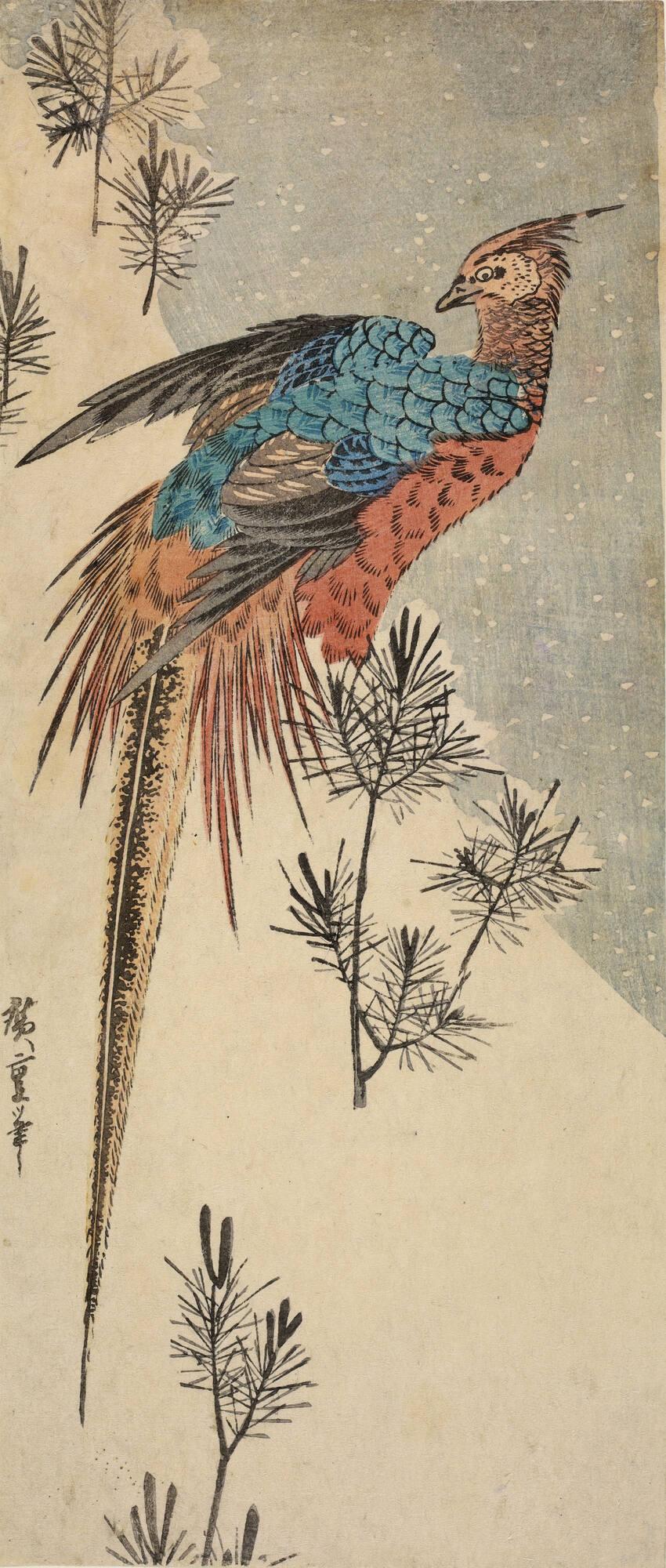 Copper Pheasant Among Pine Shoots on a Hillside in Snow
