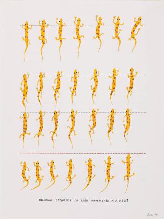 Diagonal Sequence of Limb Movements in a Newt