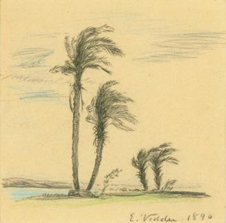 Drawing of Palm Trees