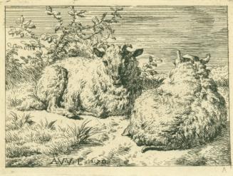 Two Recumbent Sheep