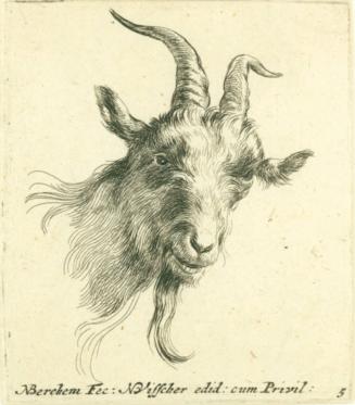 Head of a Goat