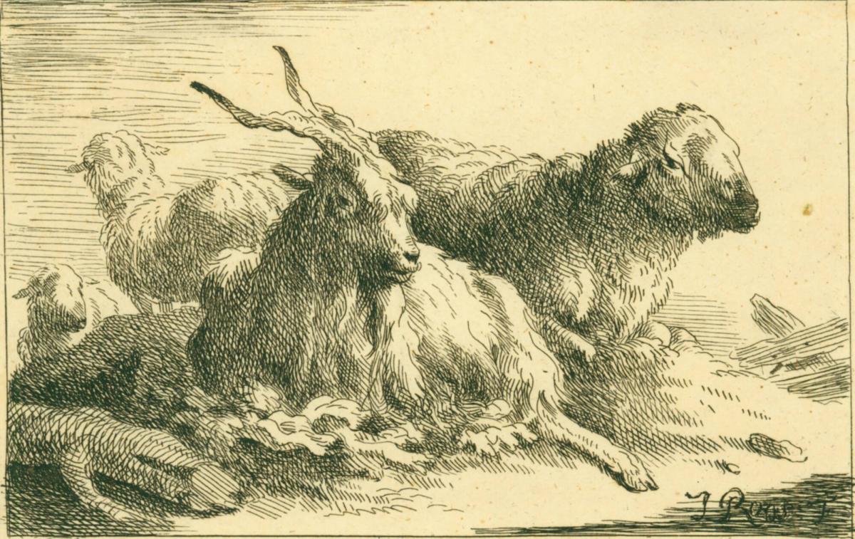 Sheep and Goats