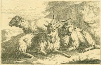Sheep and Goats