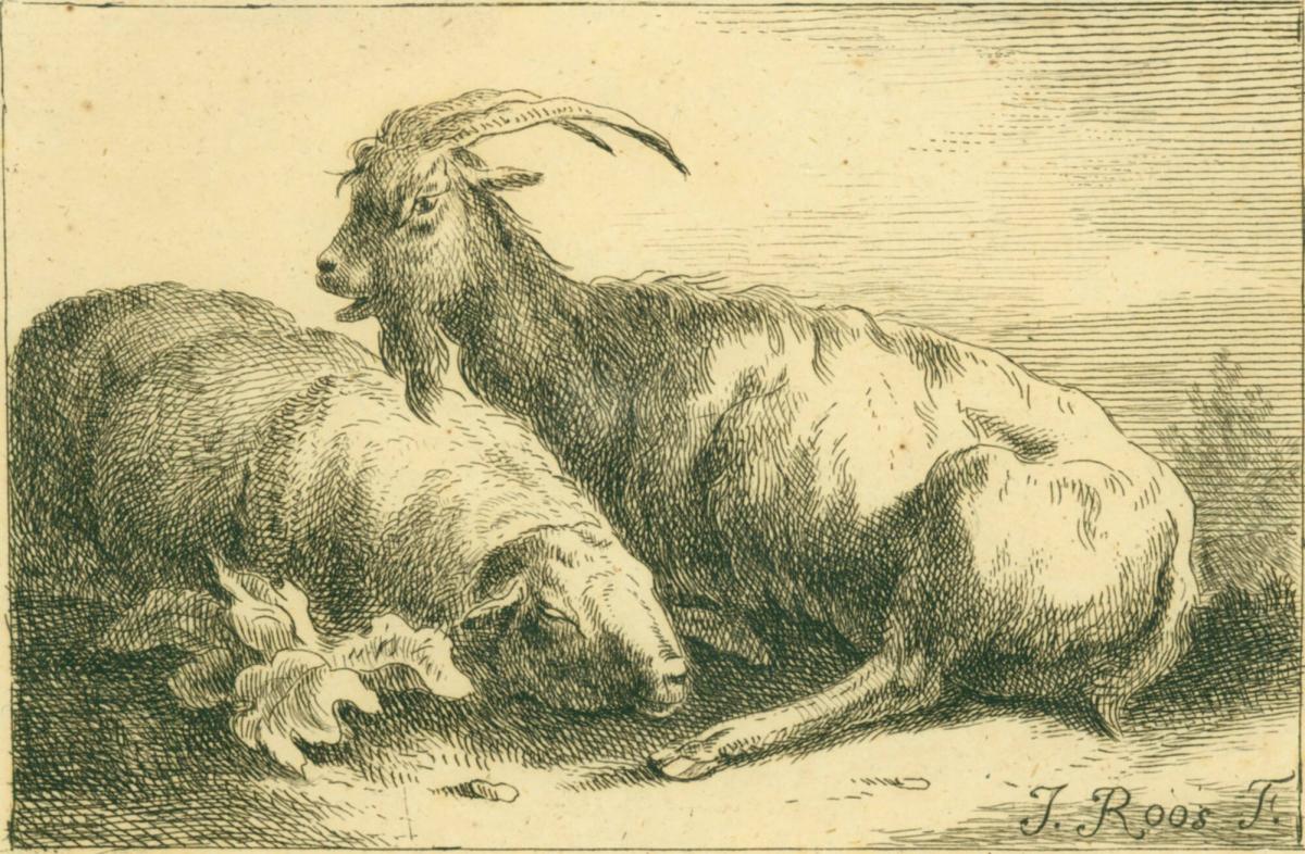 Sheep and Goats