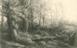 A Woodland Study