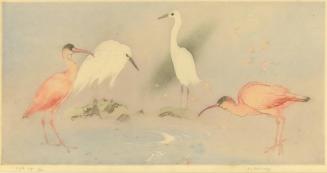 Egrets and Ibises
