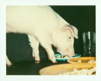 Fiesta Pig