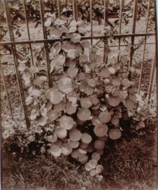 Capucines (Nasturtiums)