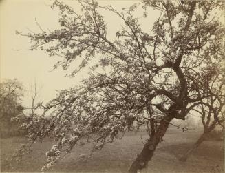 Fruit Tree